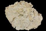 Fossil Coral Colonies (Thamnasteria & Thecosmilia) - Germany #157326-1